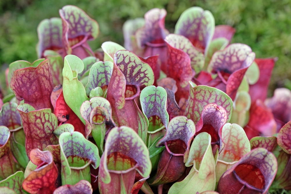 Sarracenia