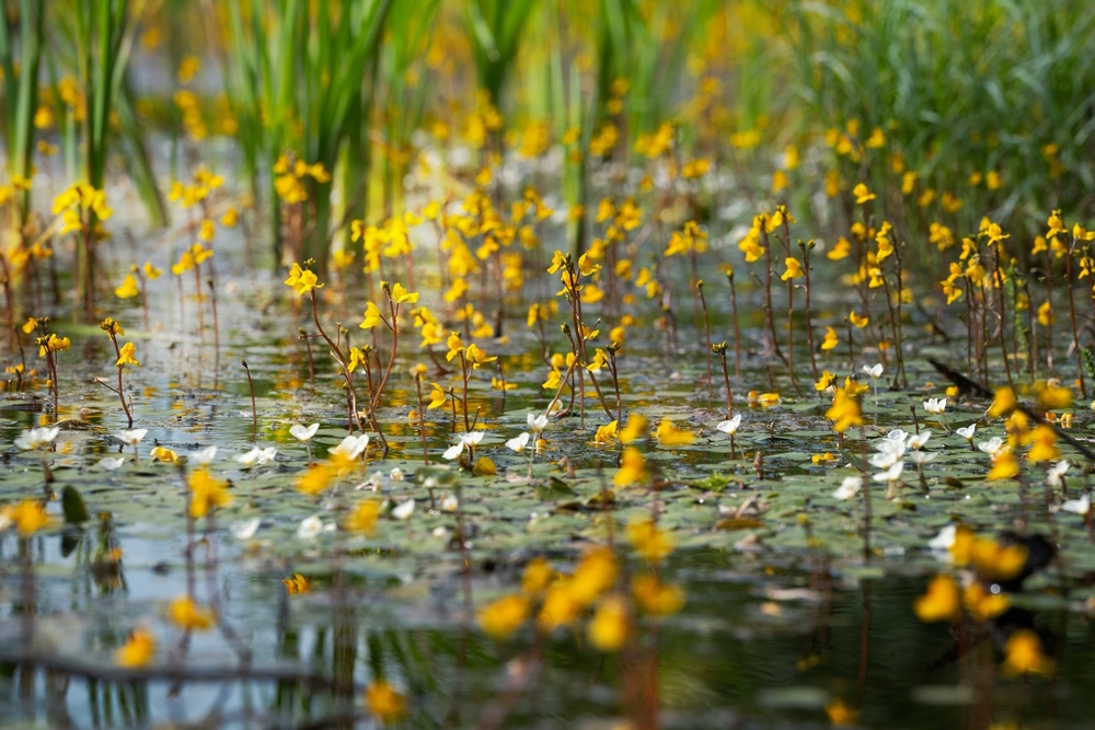 Utricularia
