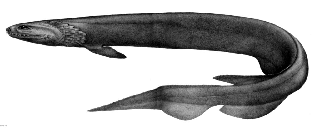 franjehaai