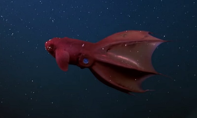 vampierinktvis
