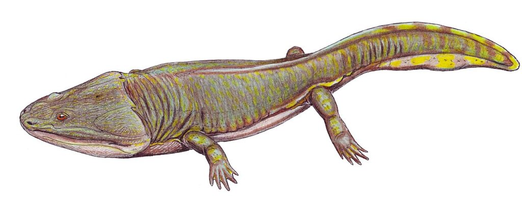 Metoposaurus Metoposaurus
