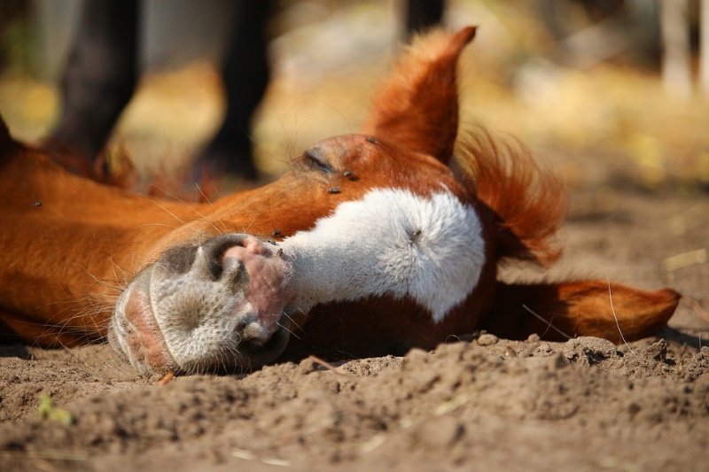 paard slapen