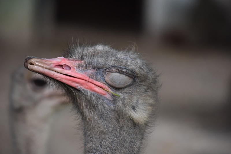 struisvogel slapen