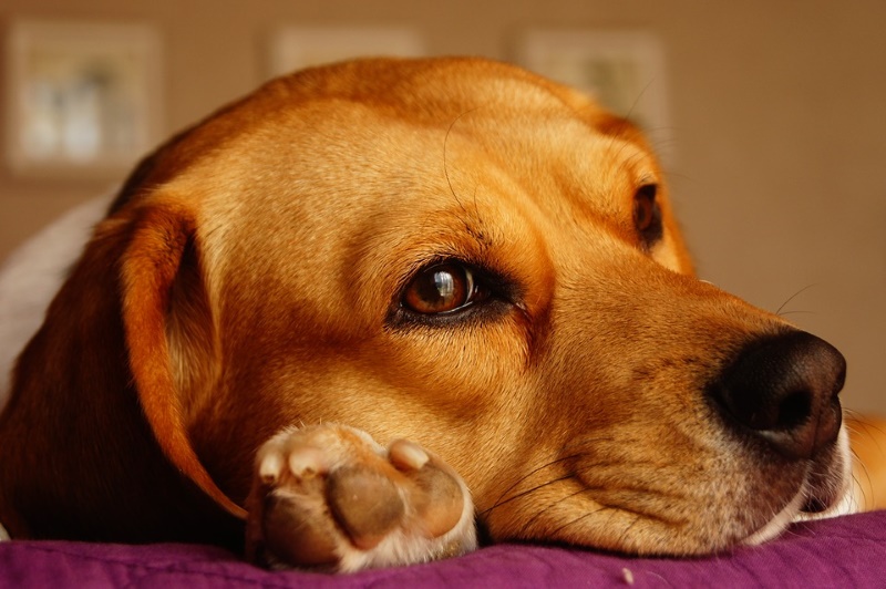 Beagle