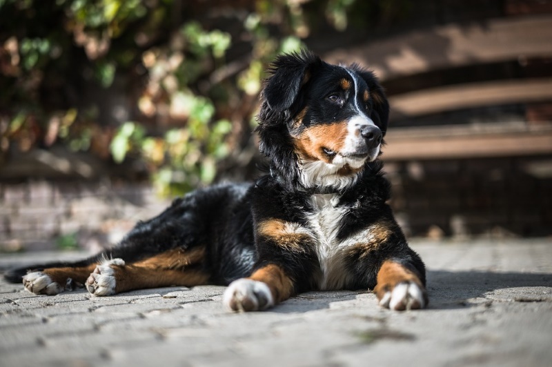 Berner