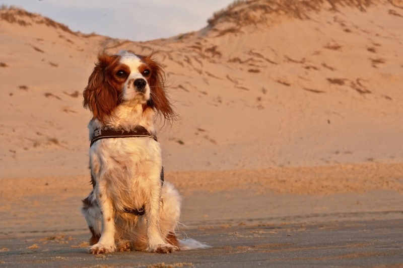 Cavelier king charles