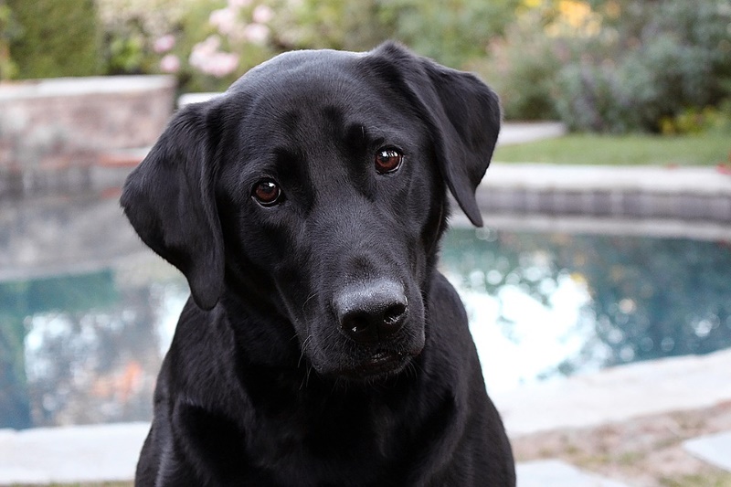 Labrador