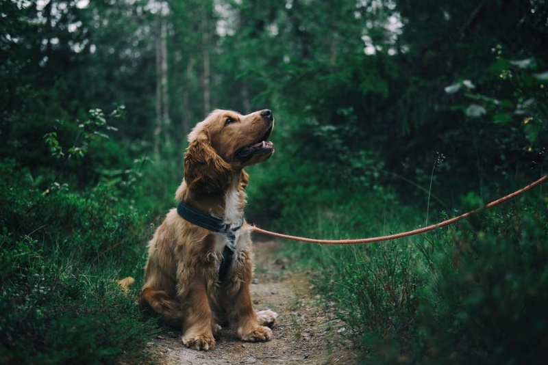 cockerspaniel