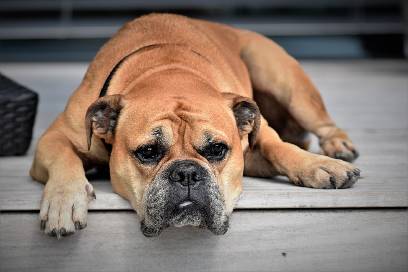 engelse bulldog