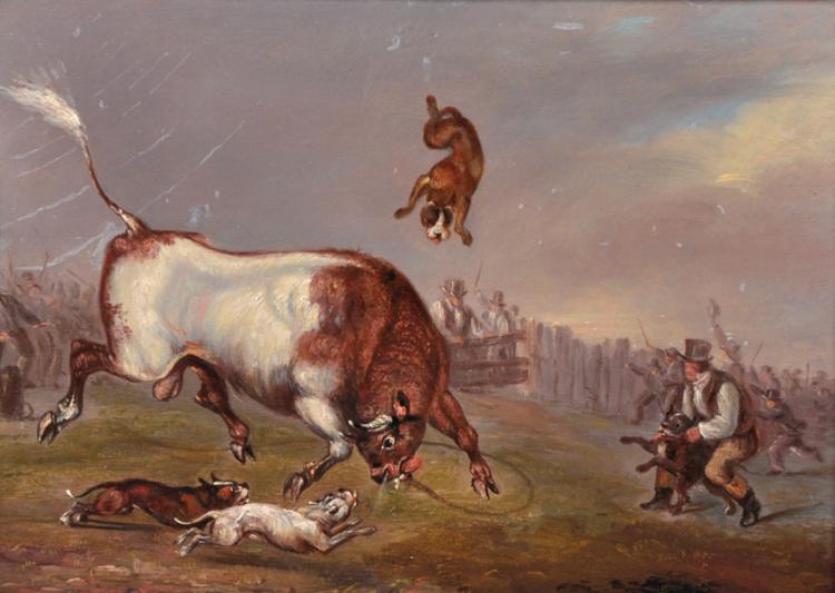 Bull baiting