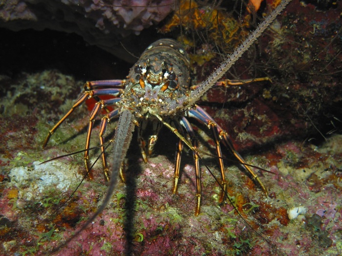 kreeft
