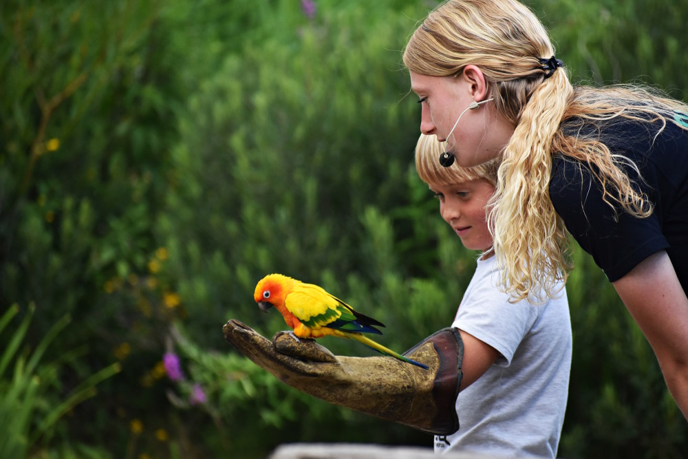 avifauna