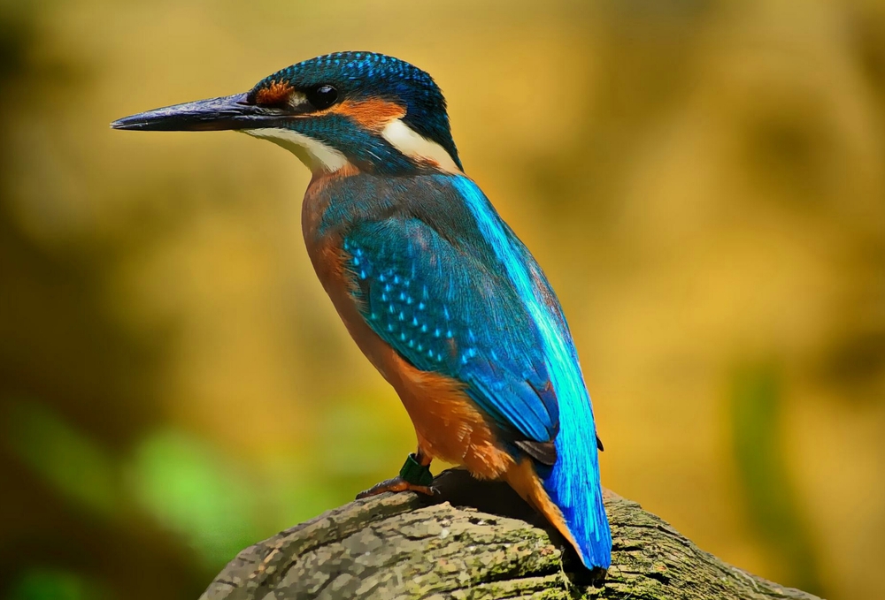 ijsvogel2