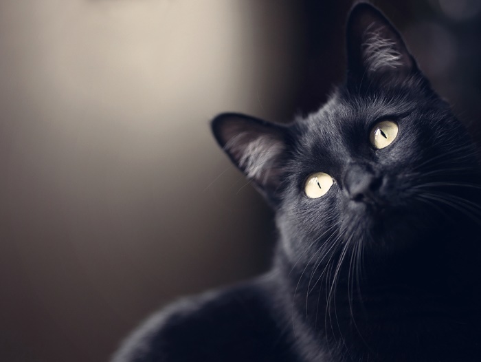 Top 10 Beroemde ongelukssymbolen van over de wereld zwarte kat