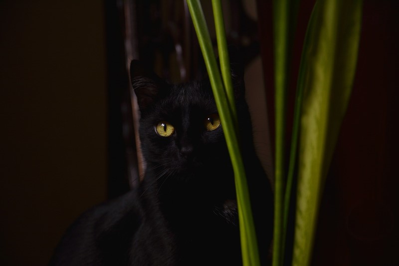 zwarte kat ongeluksymbool