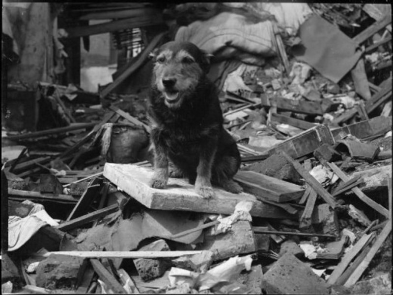 zwerfhond oorlog