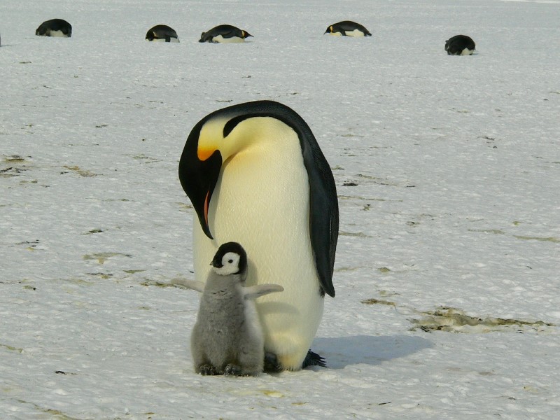 penguins op de zuidpool