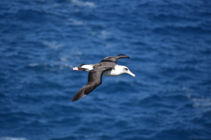 vogels antartica
