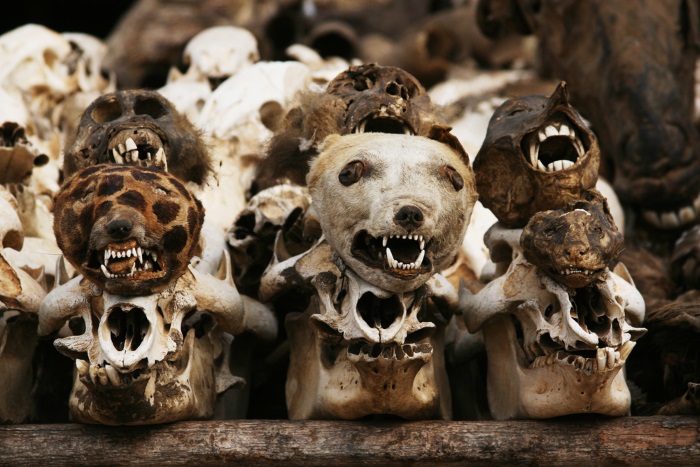 offeren dieren voodoo