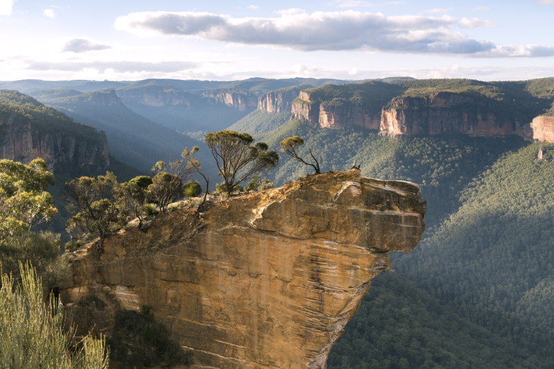 Australische gematigde regenwouden