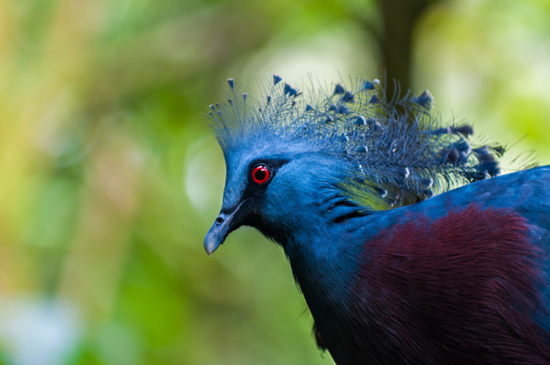Nieuw-Guinea vogels bijzonder