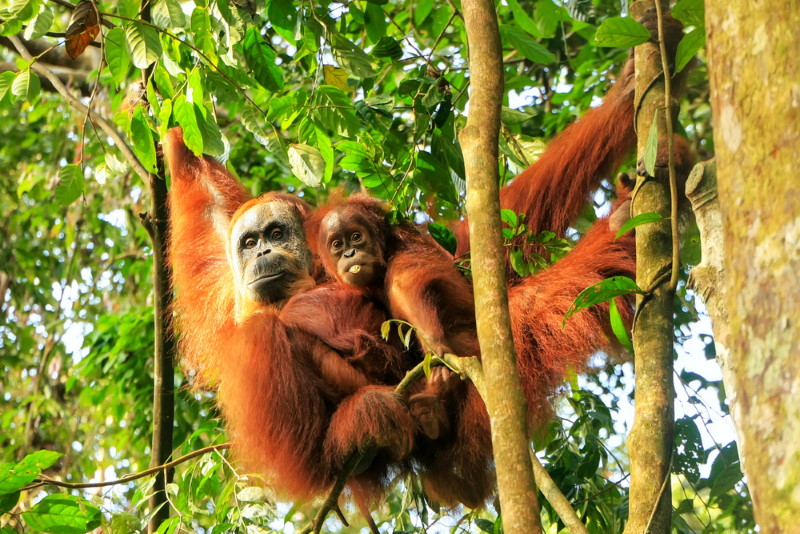 Sumatraanse orang-oetan