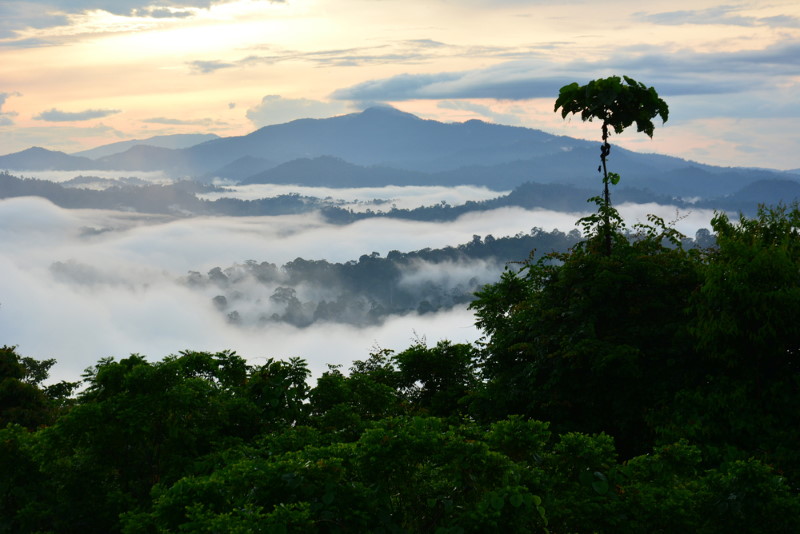 borneo regenwoud