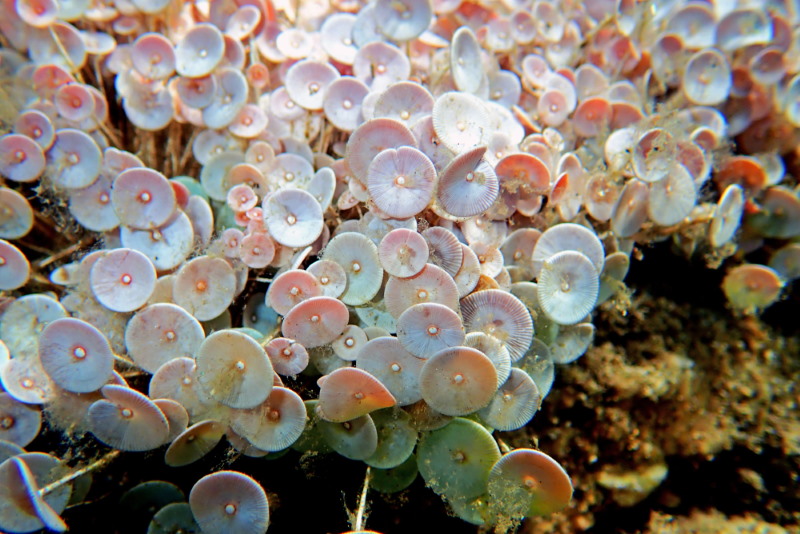 Acetabularia