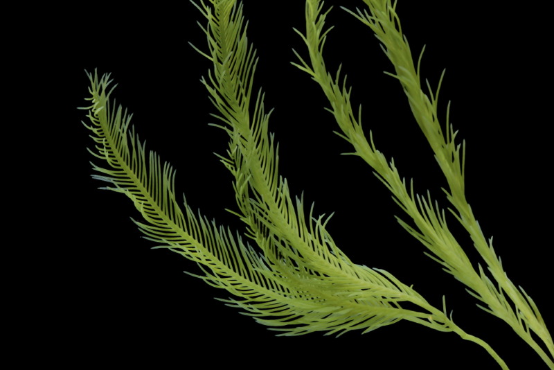 Caulerpa Taxifolia