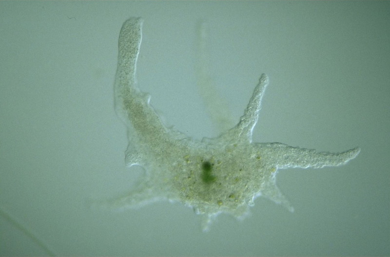 Chaos Carolinensis