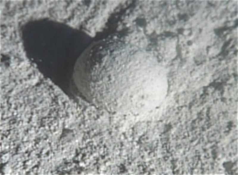 Gromia Sphaerica