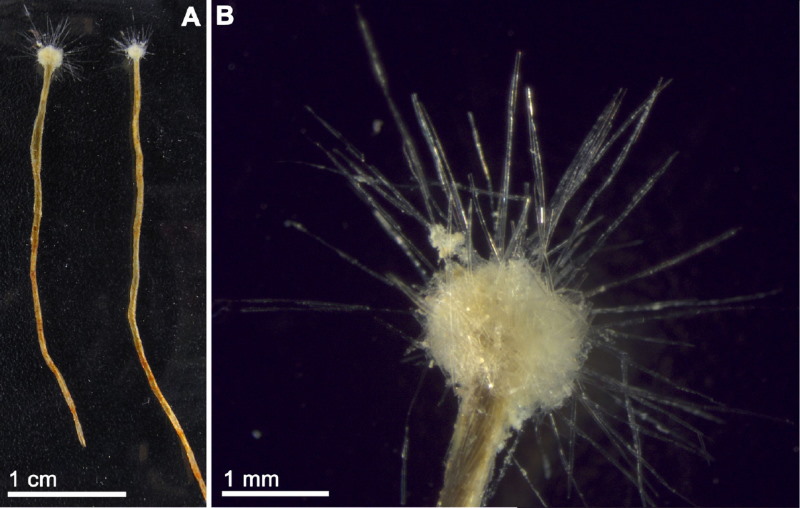 Spiculosiphon oceana