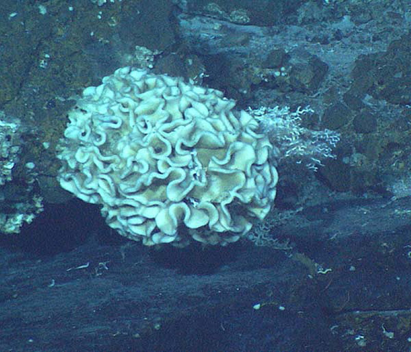 Syringammina Fragilissima