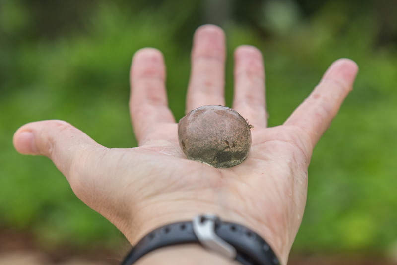 Valonia ventricosa