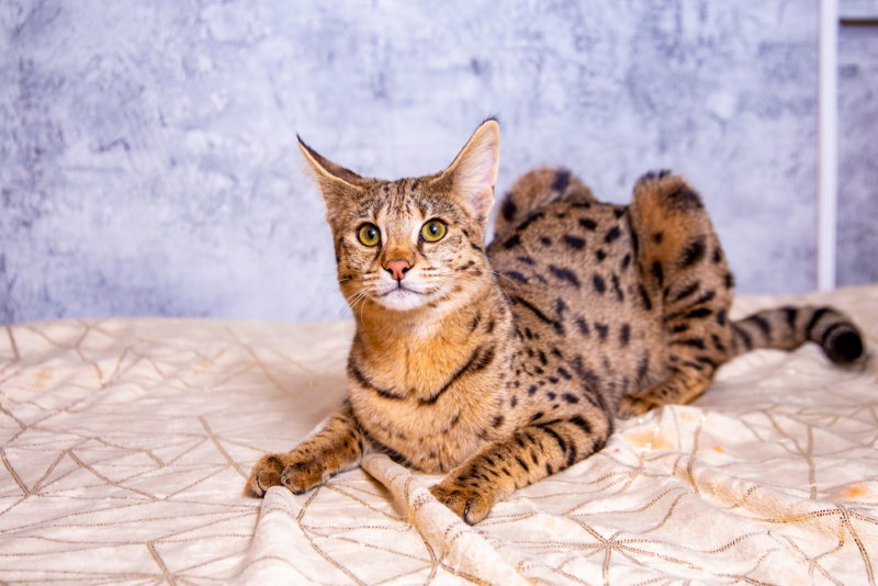 Savannah kat