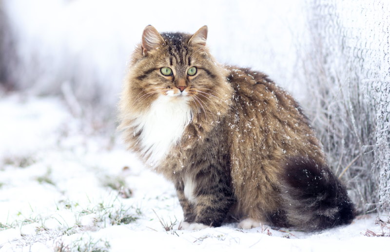 siberische kat