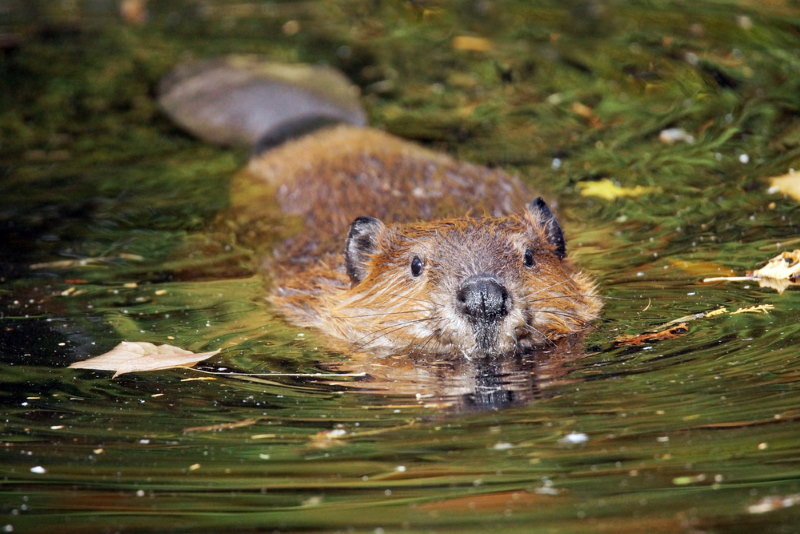 Canadese bever 2 Canadese bever 2