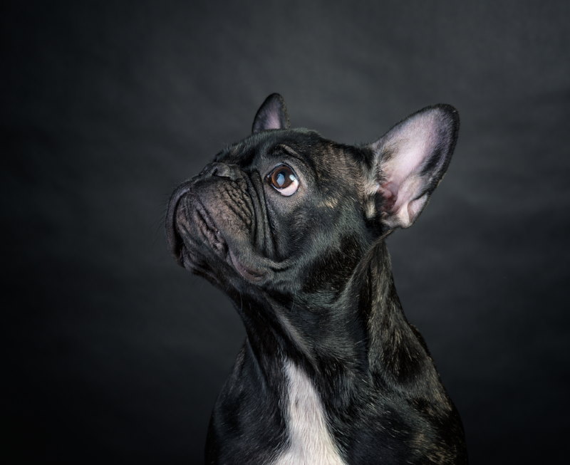 bulldog korte snuit