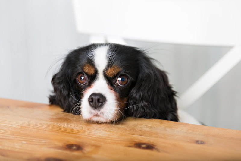 cavalier king Charles spaniels ogen