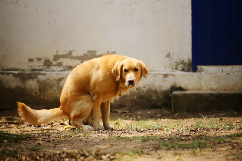 hond poept in een bepaalde richting