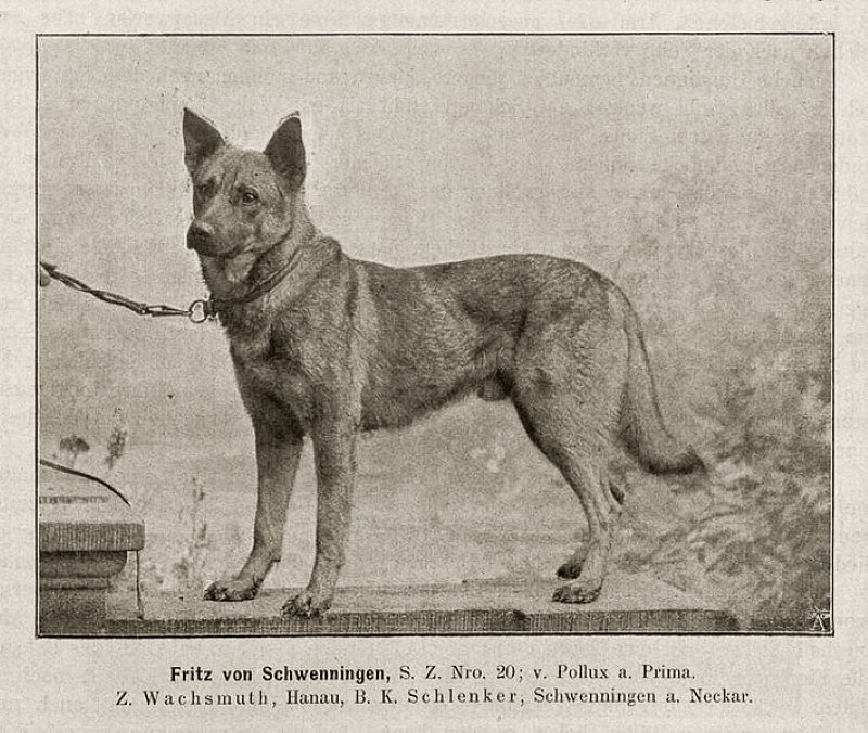 honden 100 jaar geleden