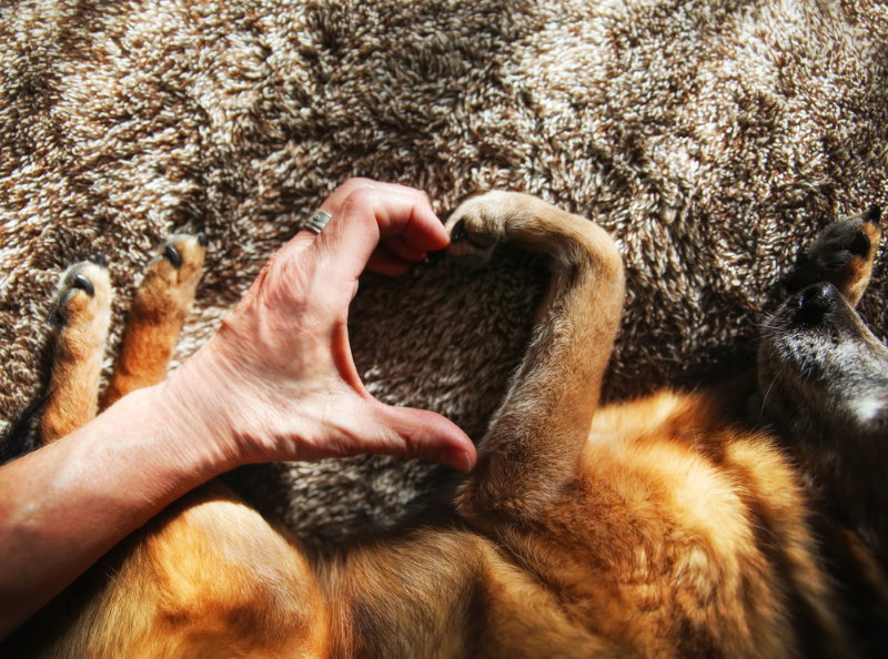 honden liefde