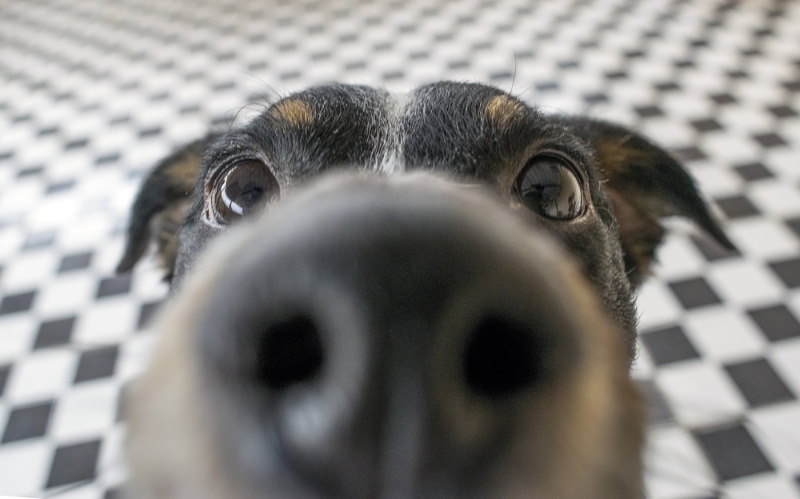 honden neus