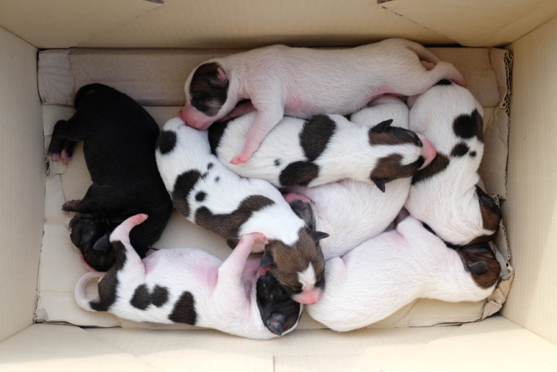 honden problemen met bevallen