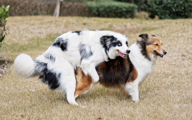 honden zijn overseksts