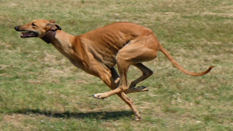 snelle honden