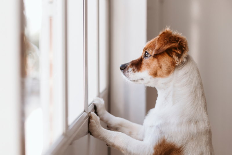 verlatingsangst hond