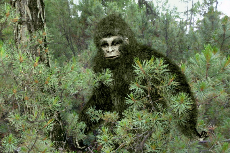 bigfoot