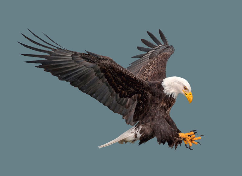 Amerikaanse zeearend