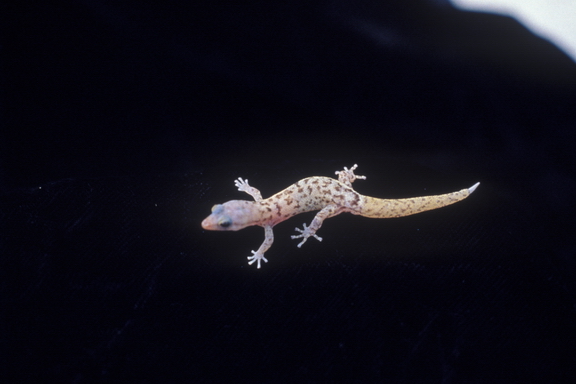 Monito gekko